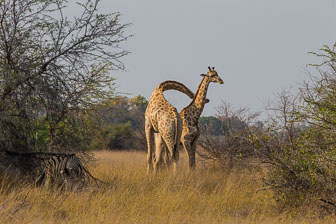 tubu Tree Camp _B5P4445.jpg