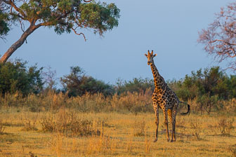 Selinda Camp _B5P4936.jpg