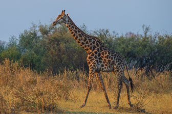 Selinda Camp _B5P4942.jpg