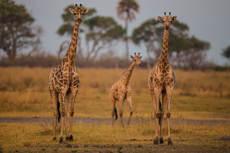 Selinda Camp _B5P4957.jpg