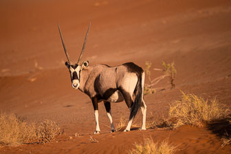 Antelopes