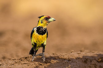 Mashatu Game Reserve _B5P2423.jpg