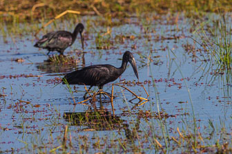 Chitabe Camp _B5P2849.jpg