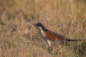 Chitabe Camp _B5P2919.jpg