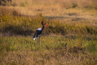 Chitabe Camp _B5P2965.jpg