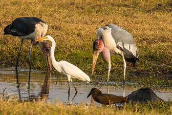 Duba Plains Camp _B5P3342.jpg
