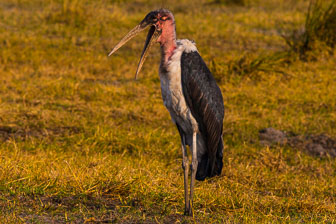 Duba Plains Camp _B5P3346.jpg