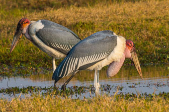 Duba Plains Camp _B5P3357.jpg
