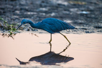 Duba Plains Camp _B5P3394.jpg