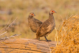 Duba Plains Camp _B5P3524.jpg