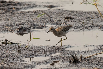 Duba Plains Camp _B5P3606.jpg
