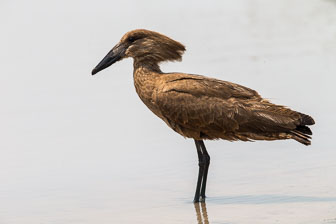 Duba Plains Camp _B5P3621.jpg