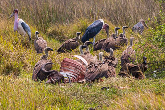 Duba Plains Camp _B5P3649.jpg