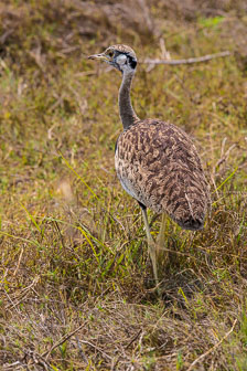 Duba Plains Camp _B5P3652.jpg