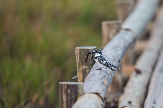 Duba Plains Camp _B5P3709.jpg