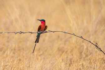 Birds of Africa