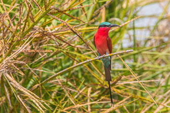 Duba Plains Camp _B5P3821.jpg
