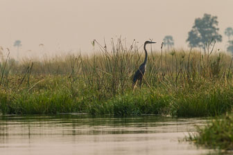 Duba Plains Camp _B5P3850.jpg