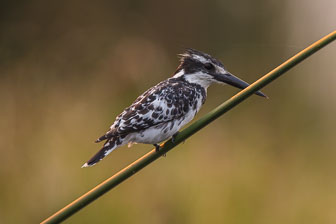 Duba Plains Camp _B5P3868.jpg
