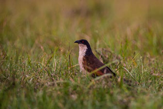 Duba Plains Camp _B5P3886.jpg