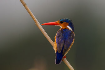 Duba Plains Camp _B5P3892.jpg