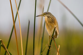 Duba Plains Camp _B5P3895.jpg