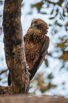 Duba Plains Camp _B5P3907.jpg