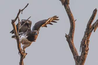 Tubu Tree Camp _B5P4069.jpg