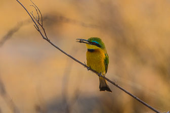 Tubu Tree Camp _B5P4073.jpg