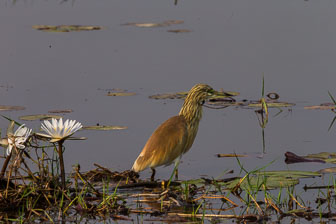 Tubu Tree Camp _B5P4156.jpg