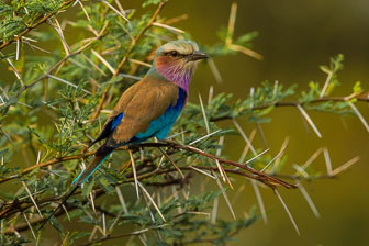 Tubu Tree Camp _B5P4300.jpg