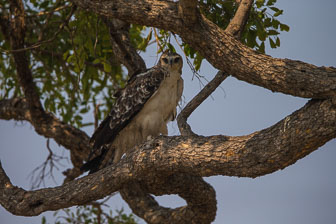 Selinda Camp _B5P4490.jpg