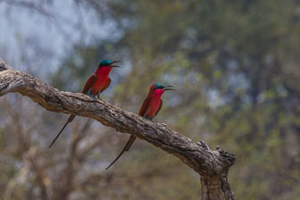 Selinda Camp _B5P4511.jpg