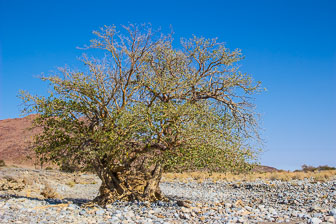 Little Kulala Desert Lodge IMG_0572.jpg