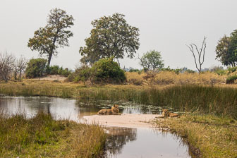 Duba Plains Camp IMG_1222.jpg