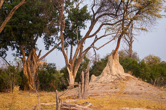 Tubu Tree Camp IMG_1456.jpg