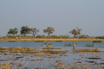 Selinda Camp IMG_1541.jpg