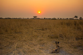 Selinda Camp IMG_1554.jpg