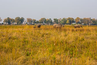 Duba Plains Camp _60A1758.jpg