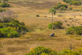 Tubu Tree Camp _60A1936.jpg