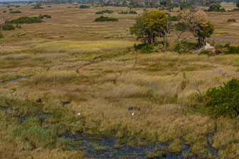 Tubu Tree Camp _60A2101.jpg