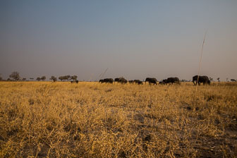 Selinda Camp _60A2131.jpg