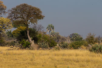 Chitabe Camp _B5P2868.jpg