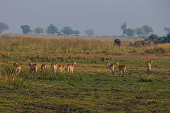 Duba Plains Camp _B5P3961.jpg