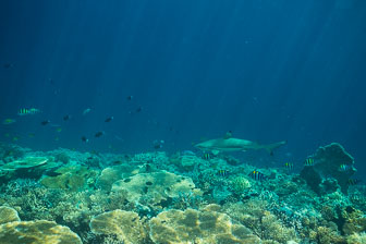 _60A7033.jpg _60A7033.jpg