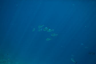 _60A7037.jpg _60A7037.jpg