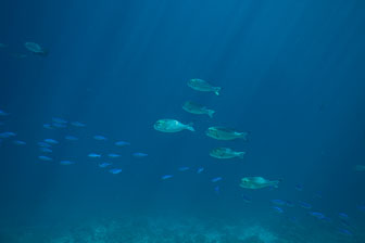 _60A7040.jpg _60A7040.jpg