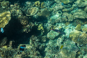 _60A7045.jpg _60A7045.jpg