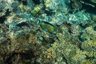 _60A7066.jpg _60A7066.jpg