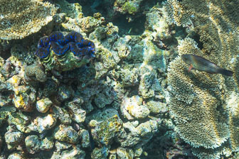 _60A7096.jpg _60A7096.jpg